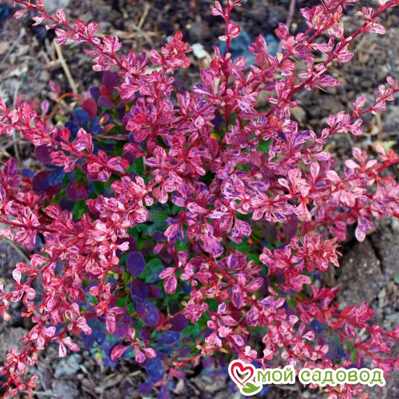 Барбарис тунберга "Фламинго"