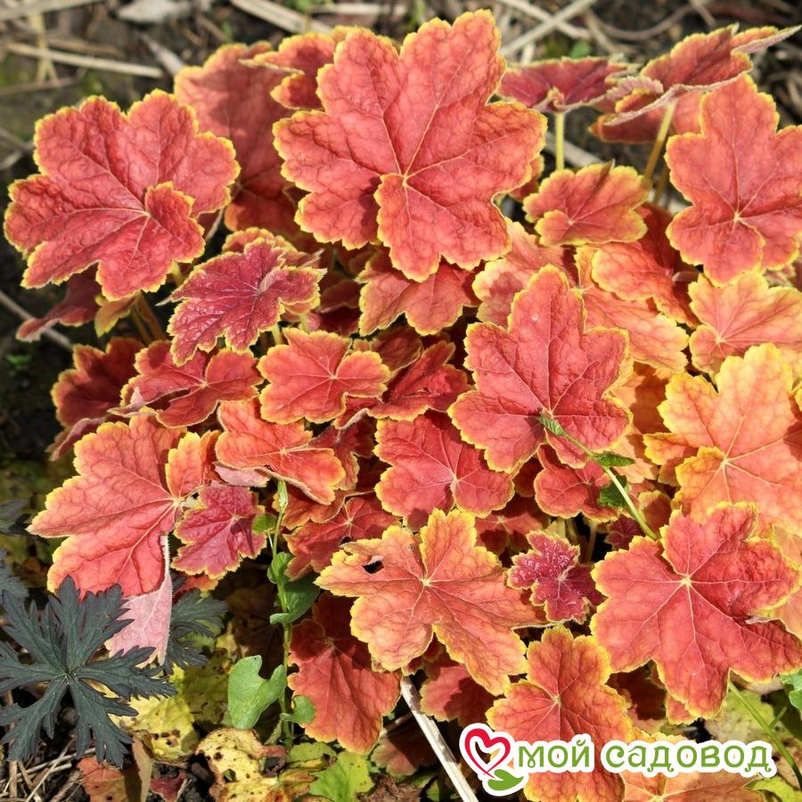 Гейхера Тирамису