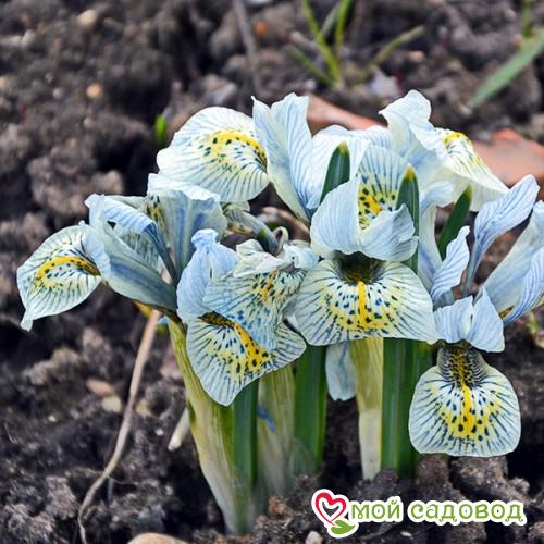 ИРИС СЕТЧАТЫЙ КАТАРИНЕ ХОДКИН