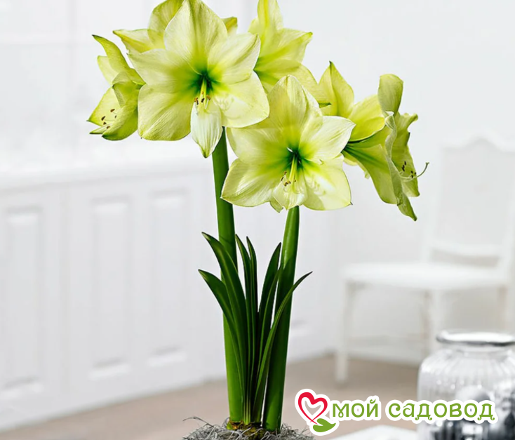 АМАРИЛЛИС ЛЕМОН ЛАЙМ