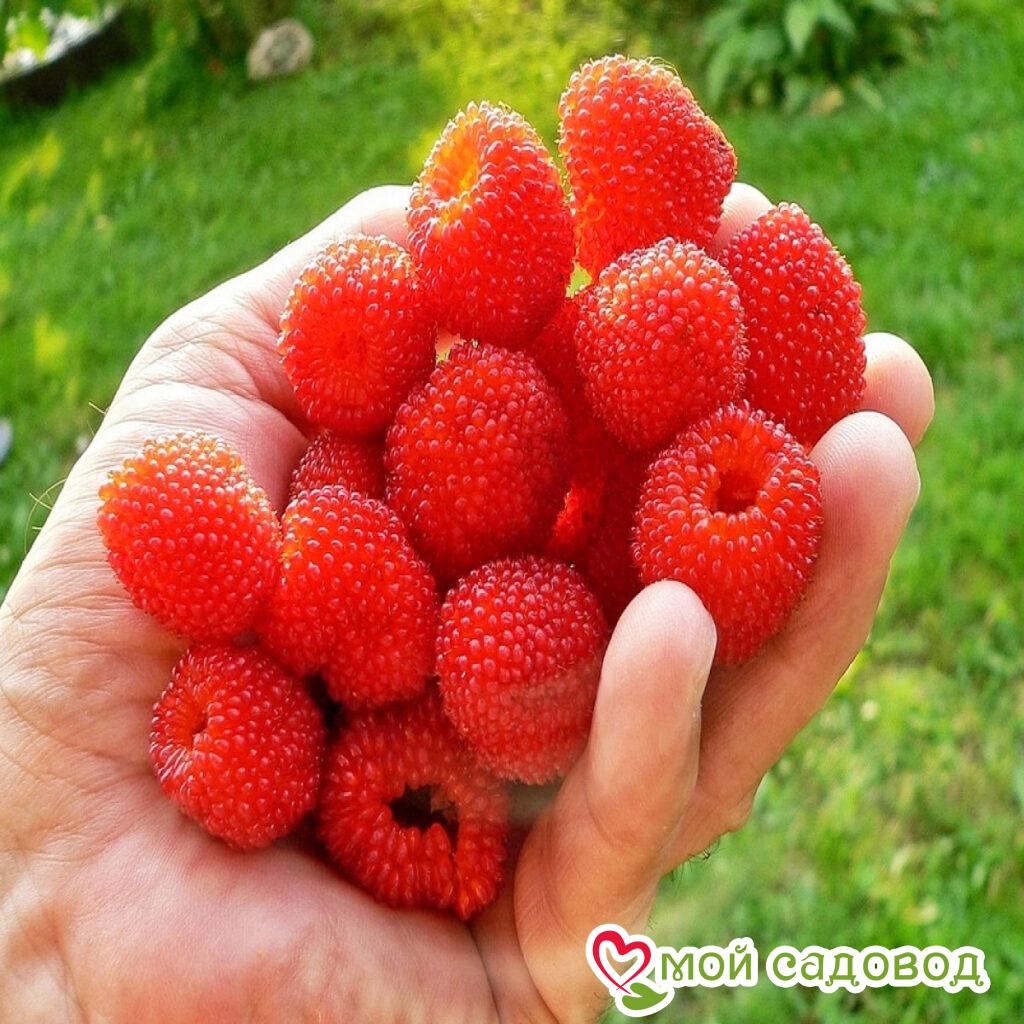 Малино-клубника