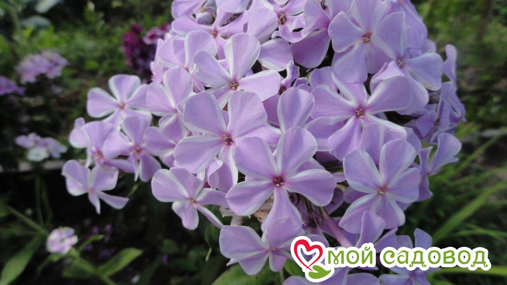 Флокс метельчатый Олл ин ван