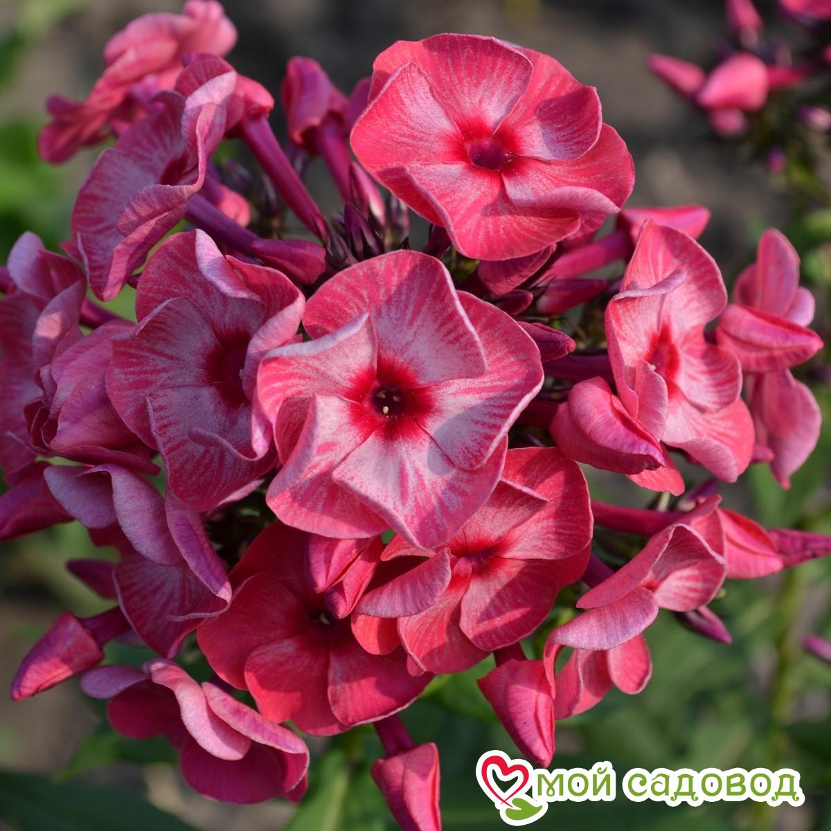 Флокс Уральские Сказы