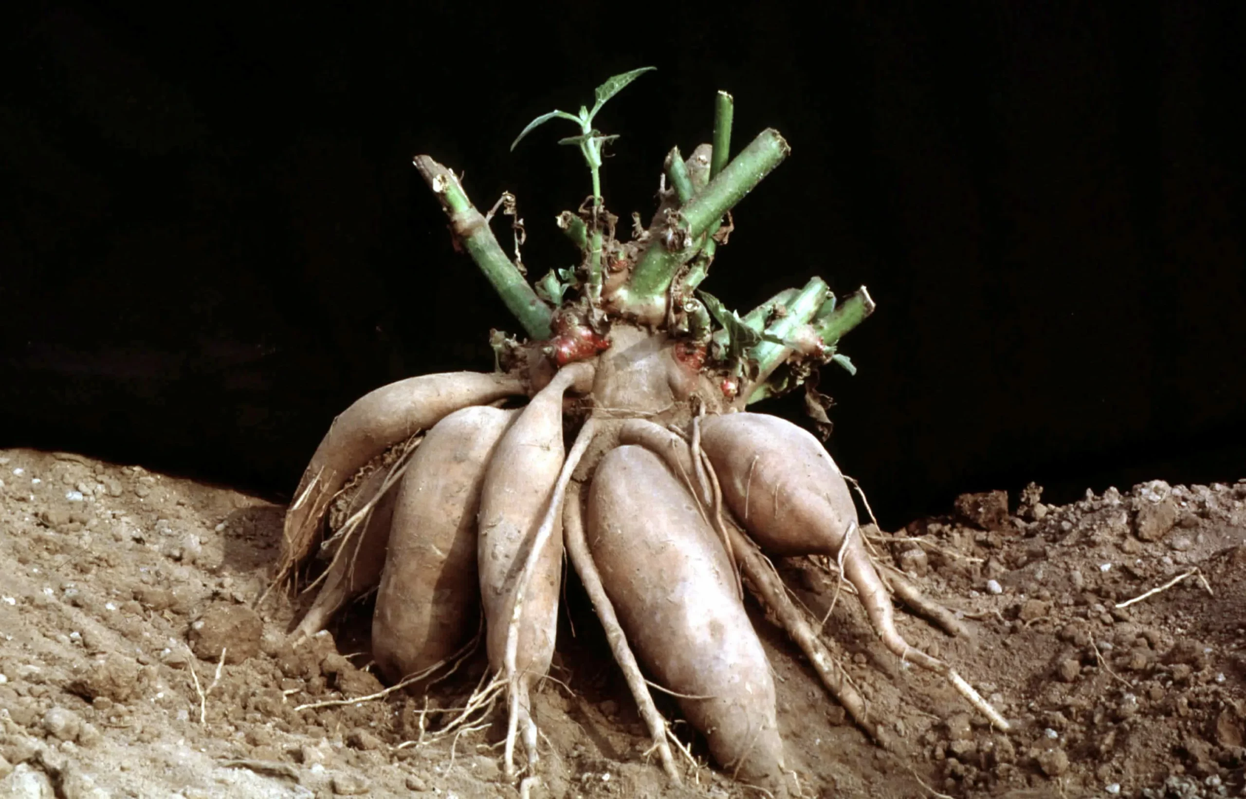 Георгин Акварель