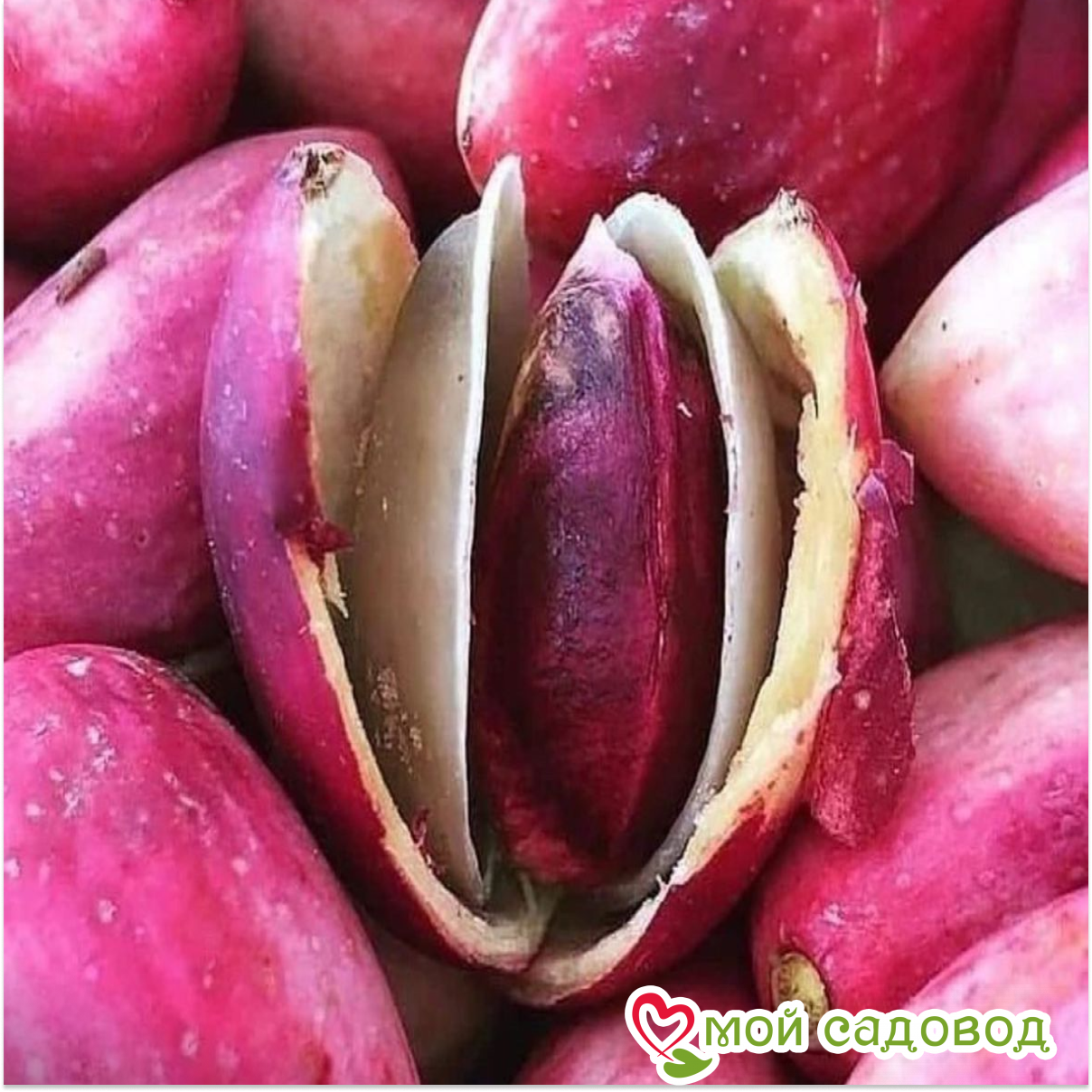 Миндаль Нефритовый